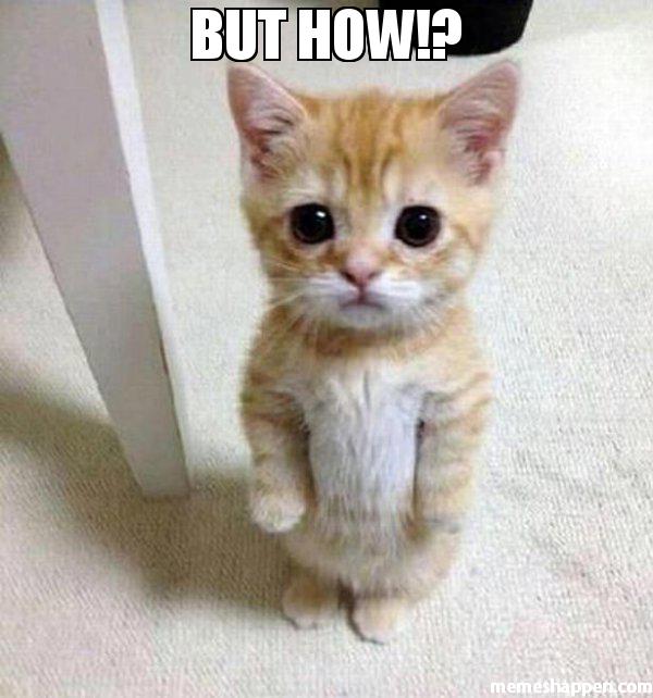 a kitten looking cute and sad staring at you with the text above it that says: "BUT HOW?"